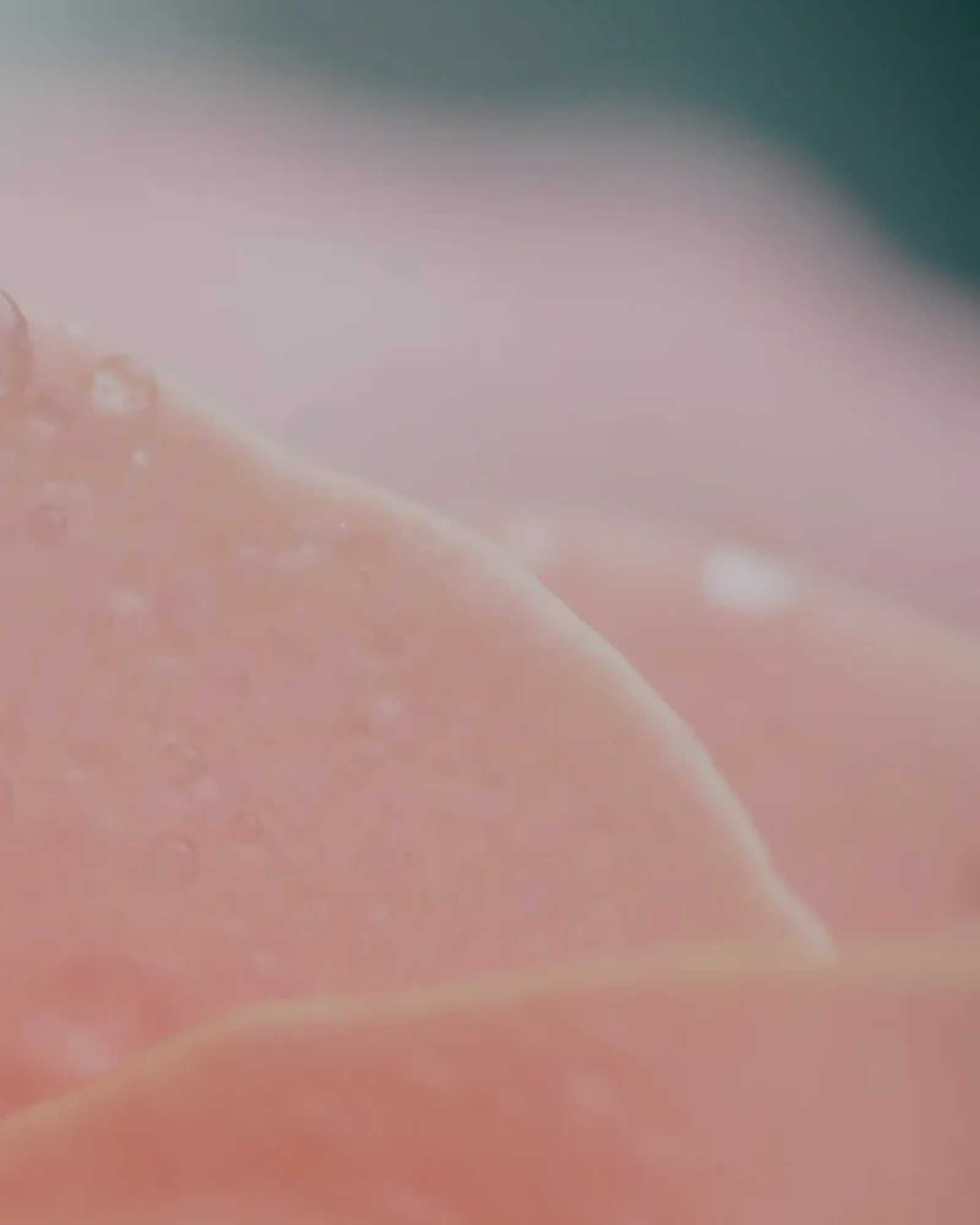 Dom Rosa - Muchachos | Parfumerie de Niche & Parfums Rares - Sélection Exclusive