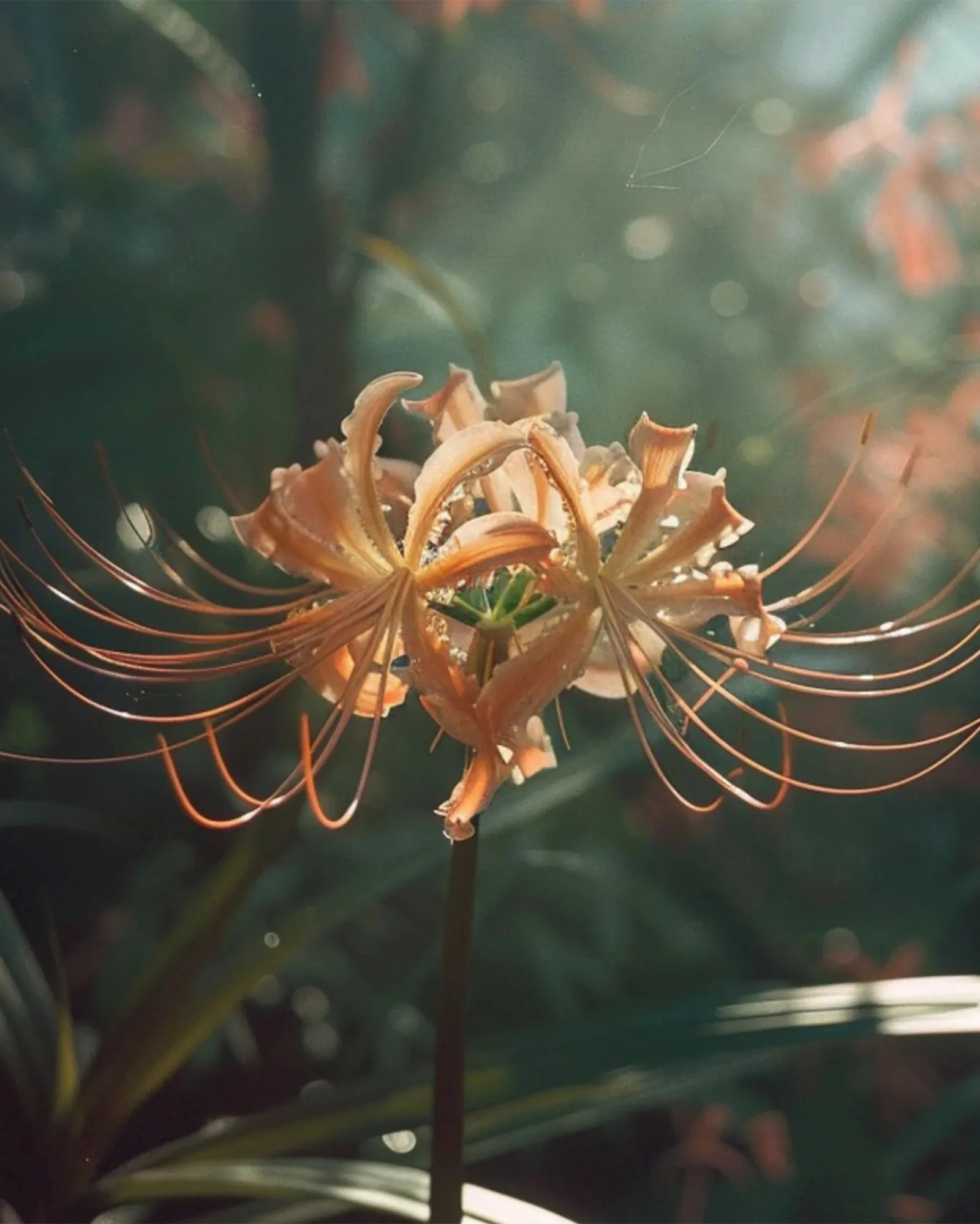 Amber K - Muchachos | Parfumerie de Niche & Parfums Rares - Sélection Exclusive