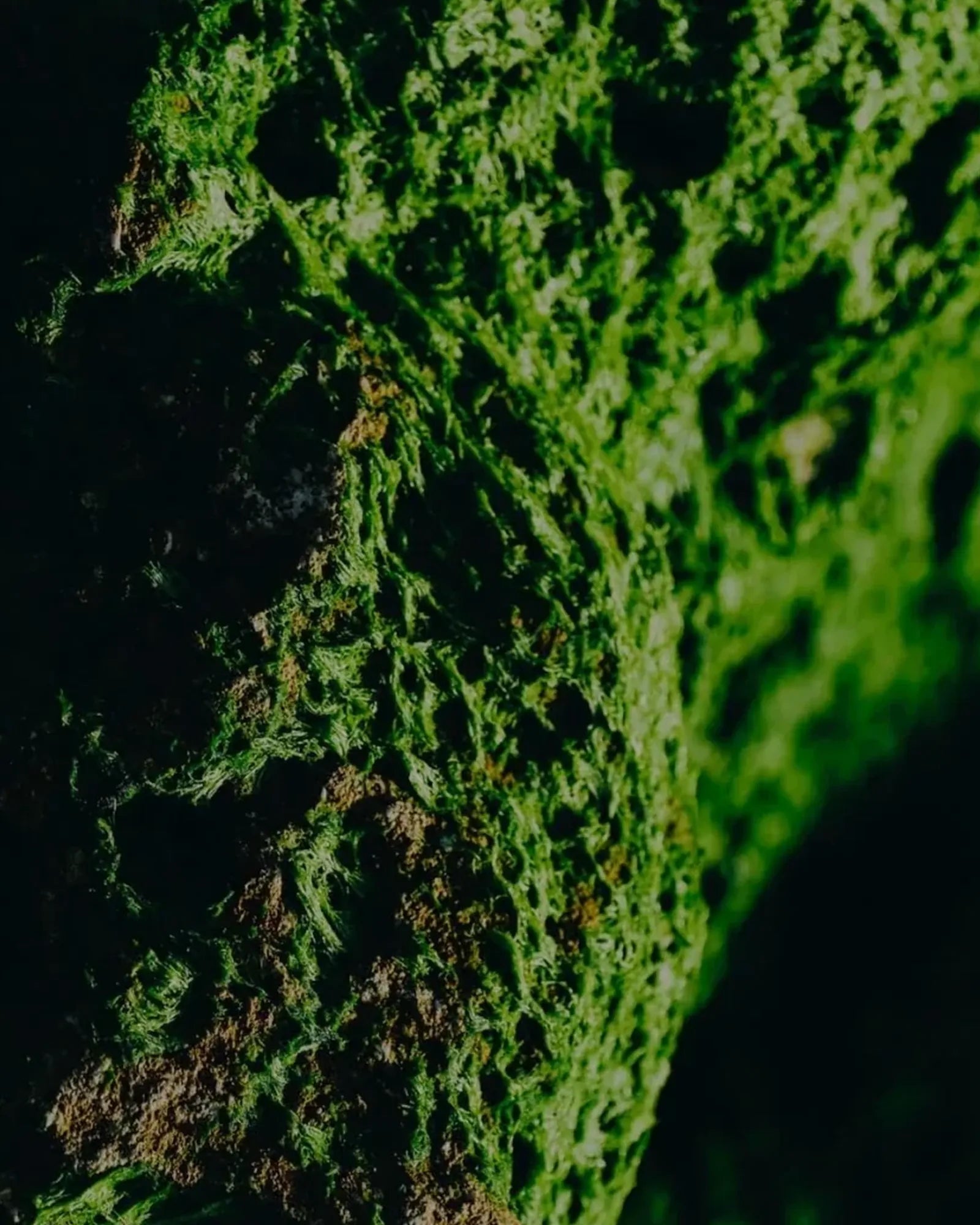 Blanche bête - Muchachos | Parfumerie de Niche & Parfums Rares - Sélection Exclusive