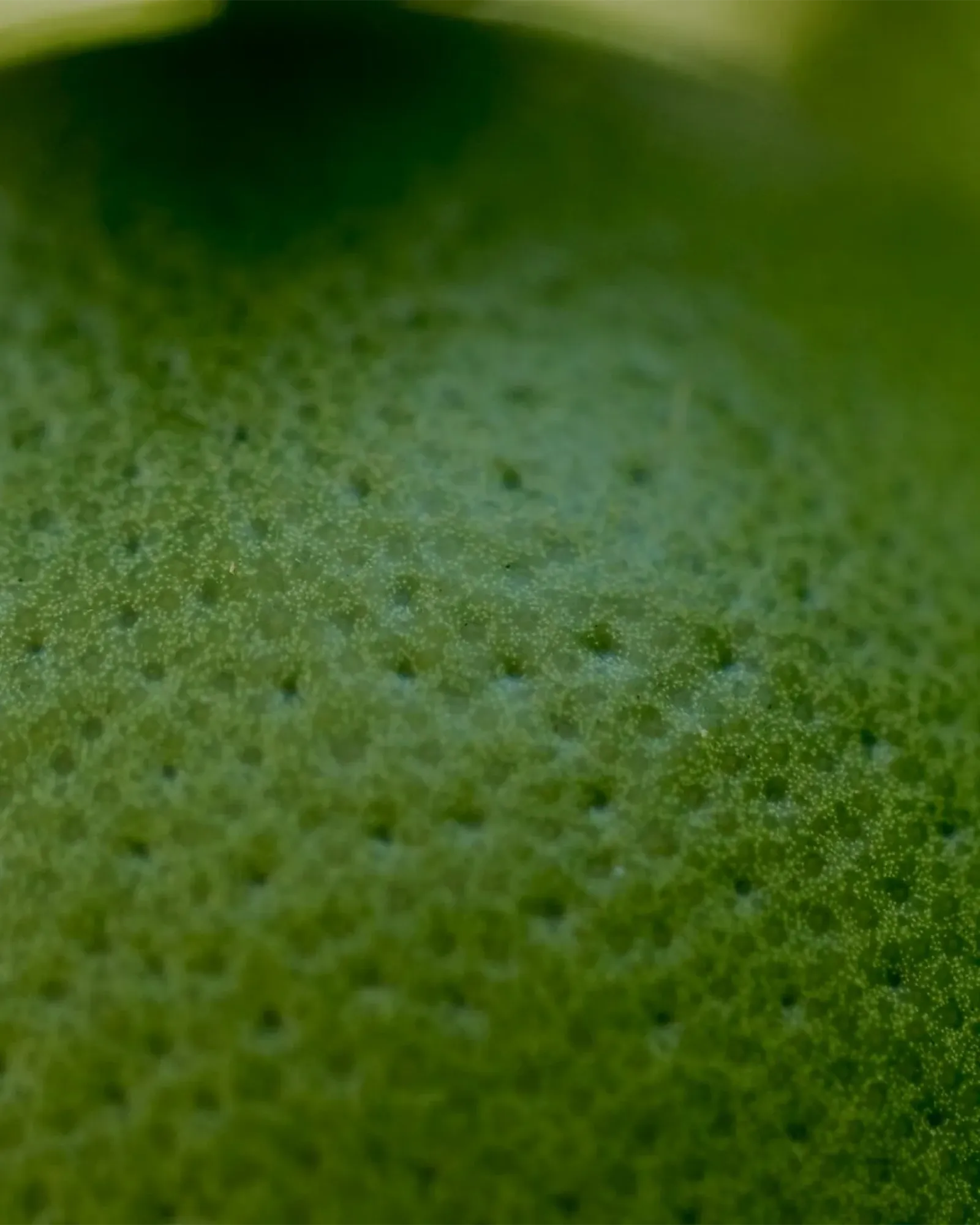 Bloody Wood - Muchachos | Parfumerie de Niche & Parfums Rares - Sélection Exclusive