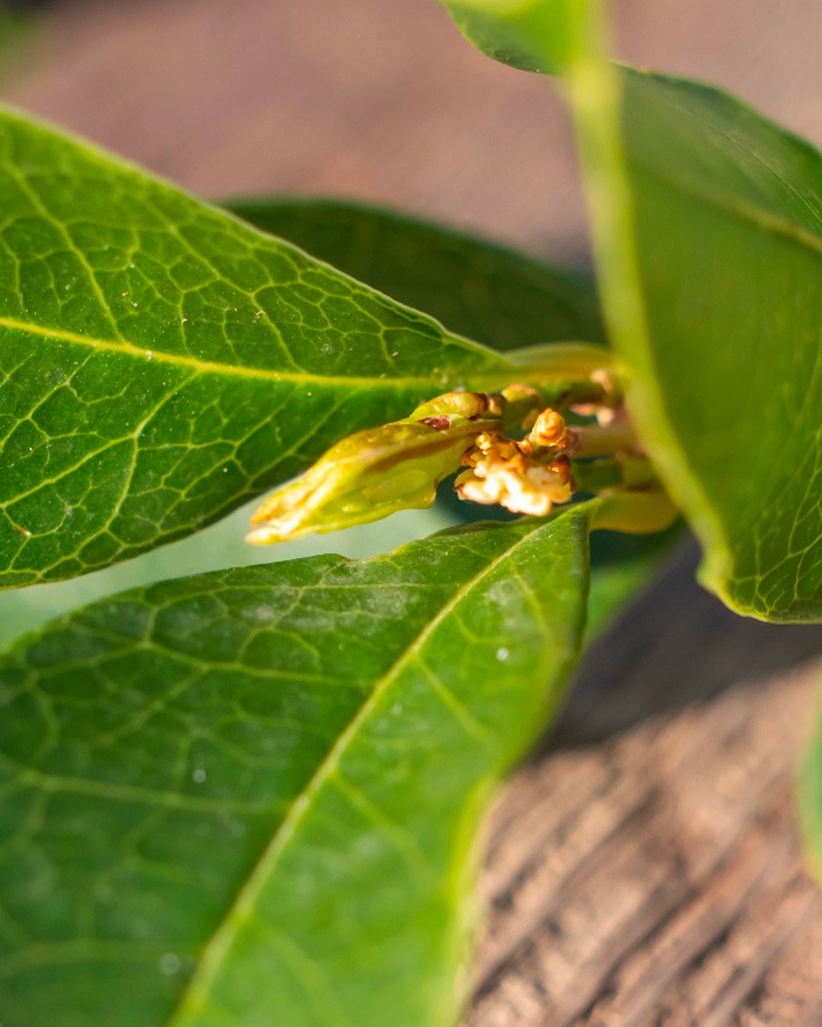 Oud Osmanthus