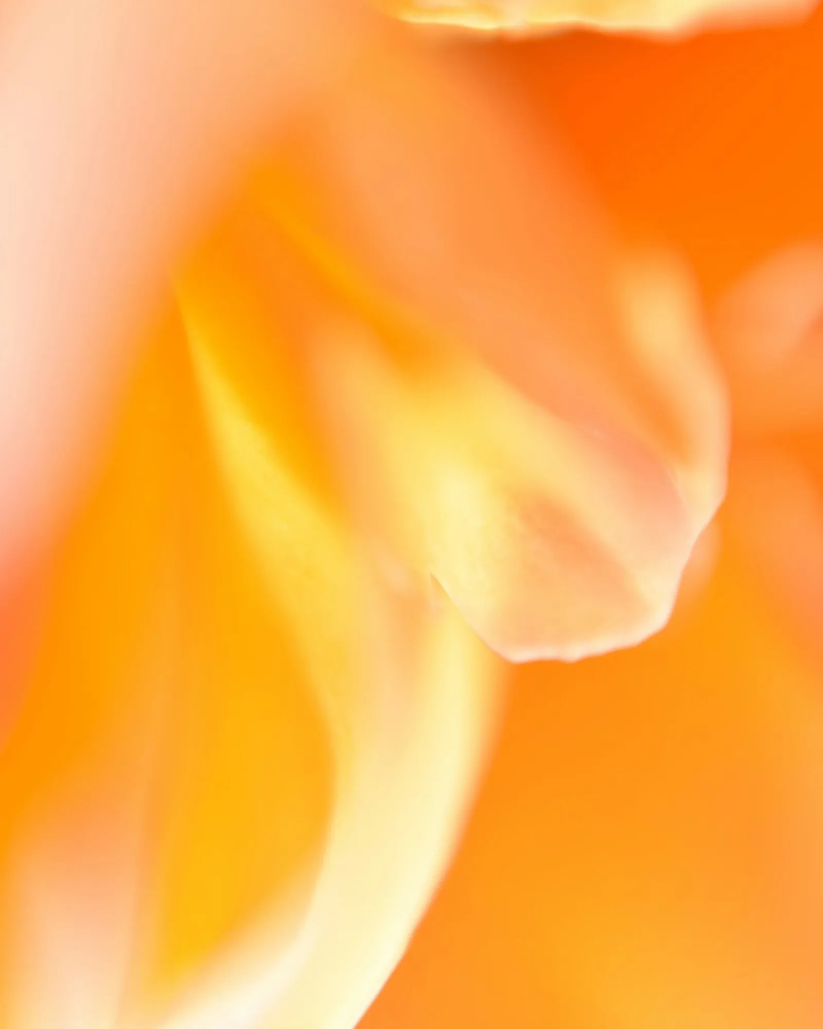 Fleurtilège - Muchachos | Parfumerie de Niche & Parfums Rares - Sélection Exclusive